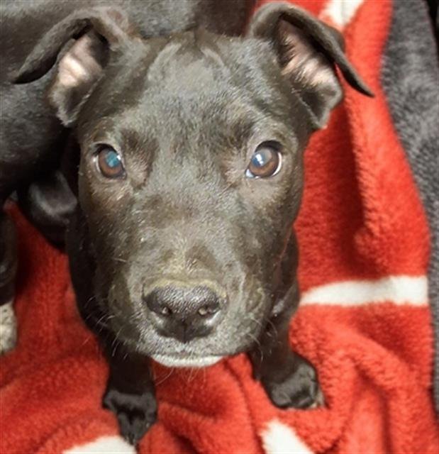 *WAFFLE - Pit Bull Terrier available for adoption