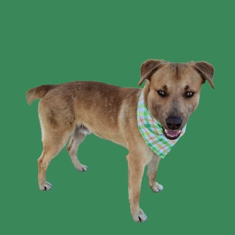 *DUSTY - Labrador Retriever available for adoption