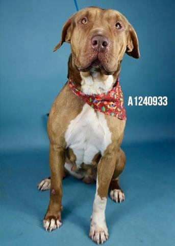 PALOMA - Pit Bull Terrier available for adoption