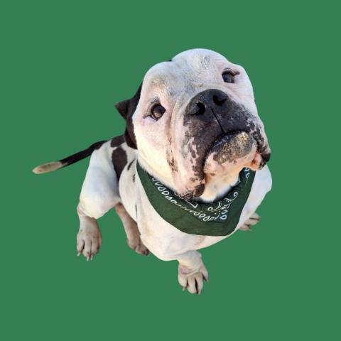 CHOBI - Bulldog available for adoption