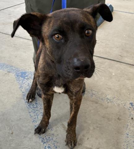 BRUNO - Pit Bull Terrier available for adoption