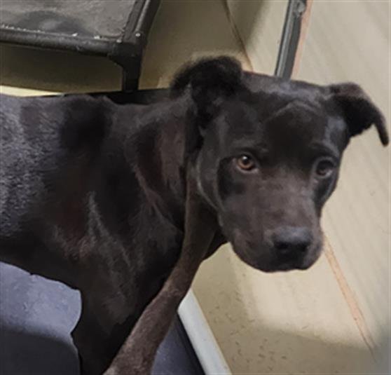 CHAN - Pit Bull Terrier available for adoption