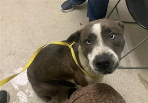 *PEARL - Pit Bull Terrier available for adoption