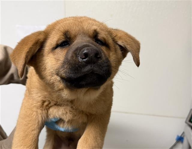 *BILLY LOOMIS - German Shepherd Dog available for adoption