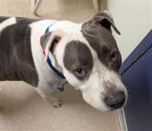 DOTTIE - Pit Bull Terrier available for adoption