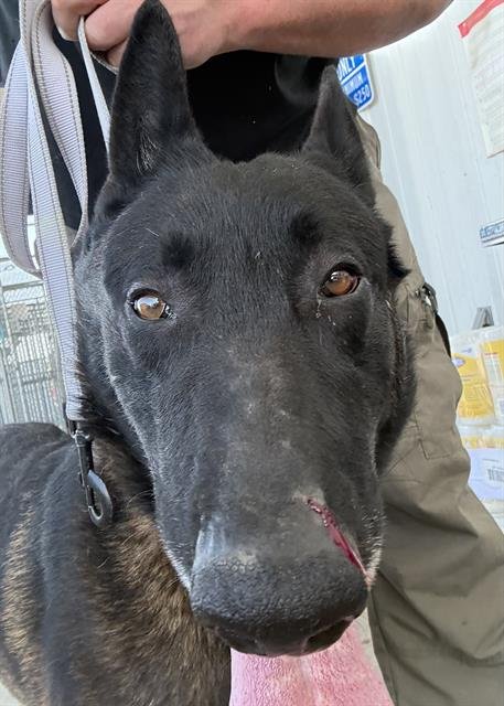 A1241082 - Belgian Shepherd Malinois available for adoption