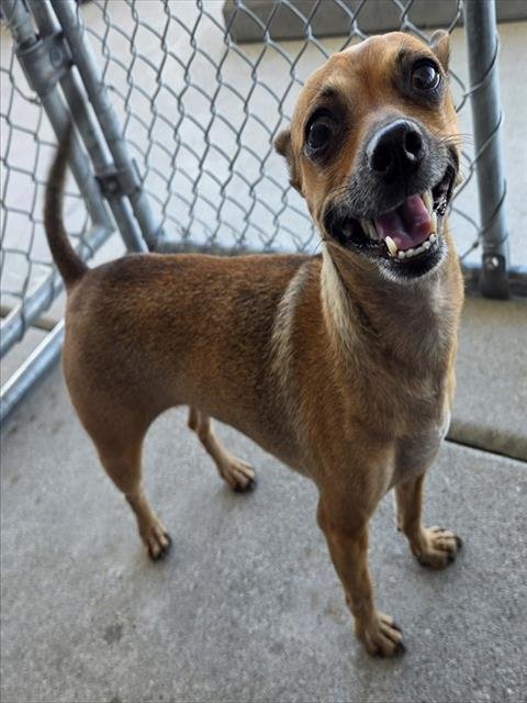 BONNY - Chihuahua available for adoption