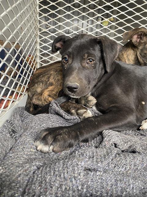 *ZELDA - Labrador Retriever available for adoption