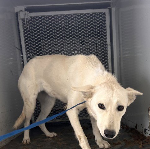 *RAINBOW - Husky available for adoption