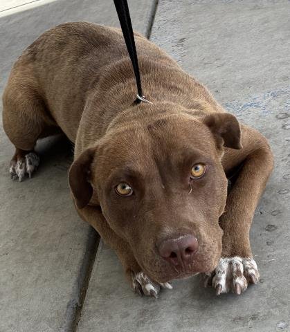 *ELIZABETH BLAIR - Pit Bull Terrier available for adoption