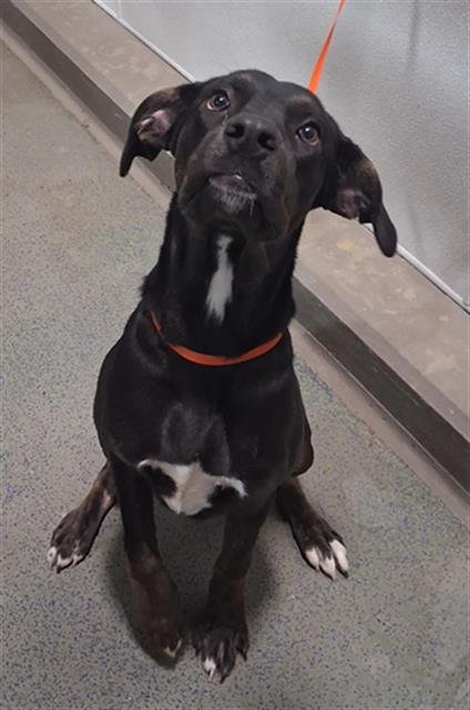 ELLA - Pit Bull Terrier available for adoption