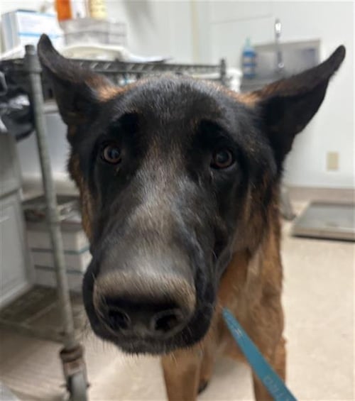 *APOLLO - German Shepherd Dog available for adoption