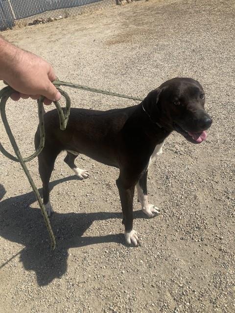 BOSS - German Shorthaired Pointer available for adoption