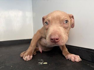A1240438 - Pit Bull Terrier available for adoption