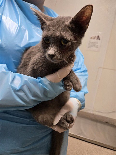 *AUTUMN - Domestic Short Hair available for adoption