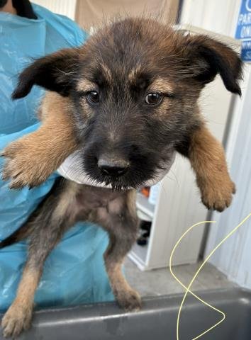 1 - German Shepherd Dog available for adoption