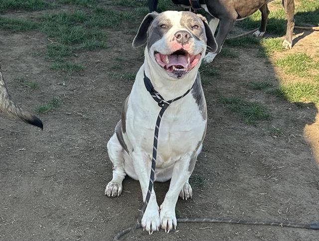 BUDDY - Pit Bull Terrier available for adoption