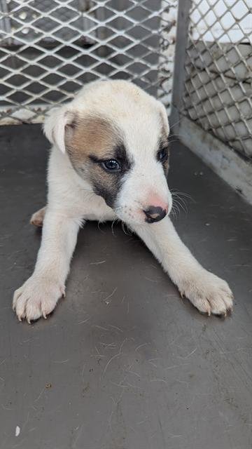 *NOAH - Pit Bull Terrier available for adoption