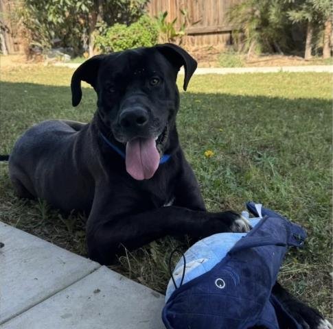 KING - Great Dane available for adoption