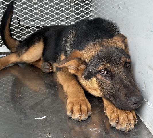 *BELLA - German Shepherd Dog available for adoption