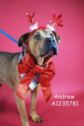 *ANDREW - Pit Bull Terrier available for adoption