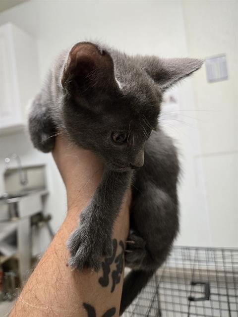 A1250311 - Domestic Short Hair available for adoption