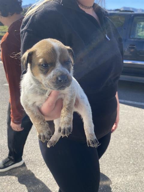 *TOMMY - Queensland Heeler available for adoption