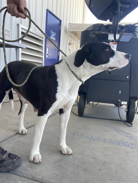 DOG 1 - Pit Bull Terrier available for adoption