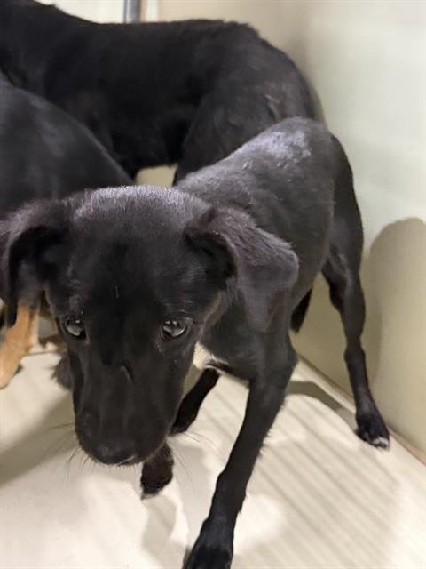 A1252823 - Chihuahua available for adoption