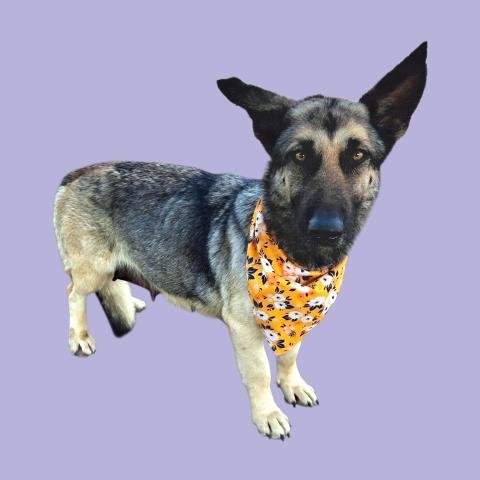 *ZILLO - German Shepherd Dog available for adoption