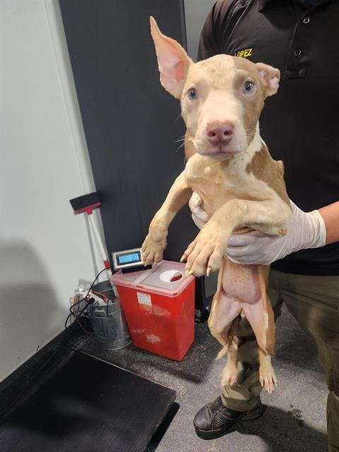 *BROOKE - Pit Bull Terrier available for adoption