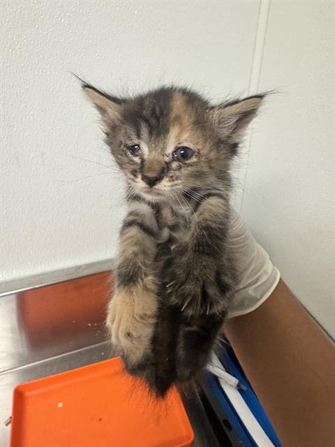 COOKIE - Domestic Short Hair available for adoption