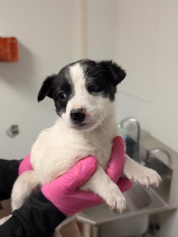 *BRUTUS - Border Collie available for adoption