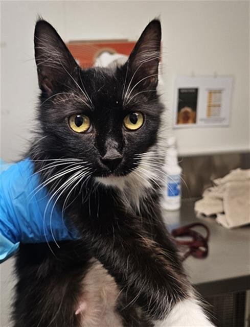 *MELROSE - Domestic Short Hair for adoption in Bakersfield