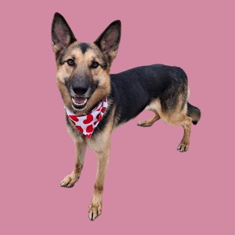 NEKHET - German Shepherd Dog available for adoption