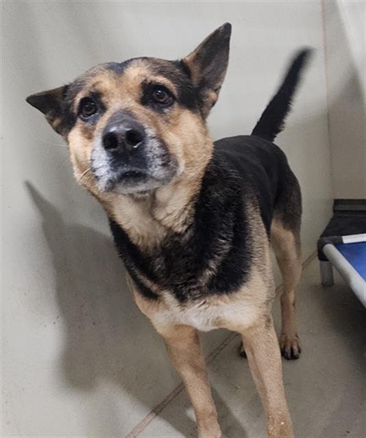 A1240190 - German Shepherd Dog available for adoption