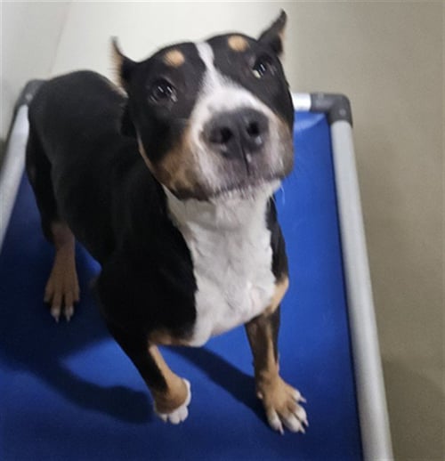 *TULIP - Pit Bull Terrier available for adoption