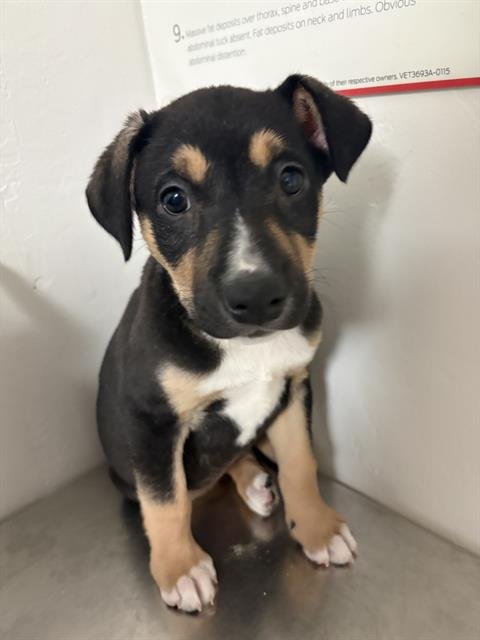 *MINDY - Pit Bull Terrier available for adoption