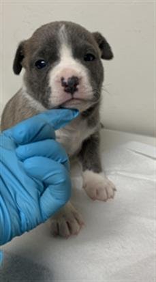 A1241103 - Pit Bull Terrier available for adoption