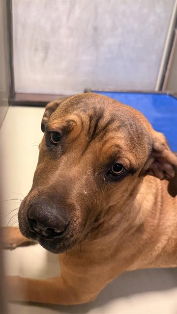 LUCY - Pit Bull Terrier available for adoption