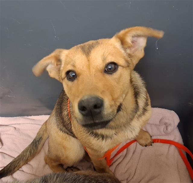 *COOKIES N CREAM - Queensland Heeler available for adoption