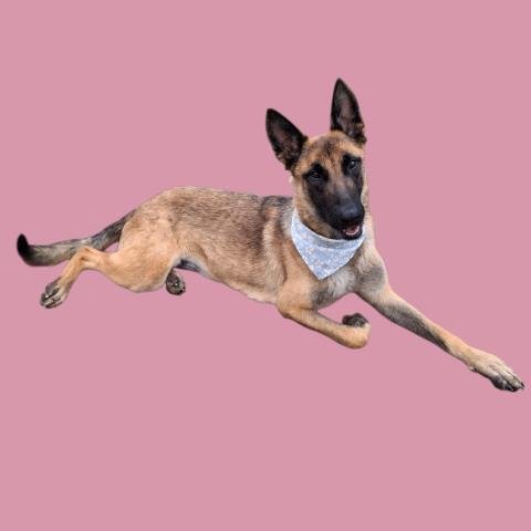 *TREE TRUNKS - German Shepherd Dog available for adoption