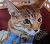 *BLISS - Photo 1