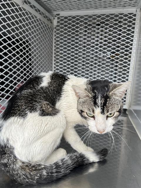 *YODA - Domestic Short Hair available for adoption