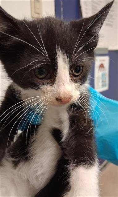 *BONSAI - Domestic Short Hair available for adoption