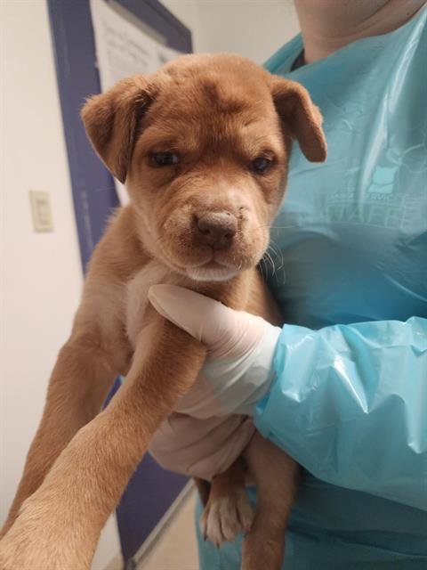 A1241996 - Staffordshire Bull Terrier available for adoption