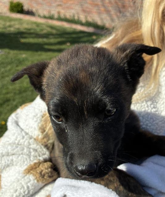 *CHASE - Belgian Shepherd Malinois available for adoption