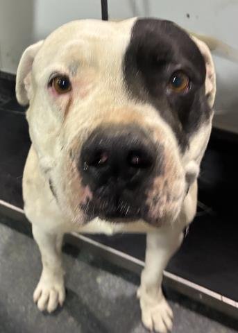 *BINKEY - Pit Bull Terrier available for adoption