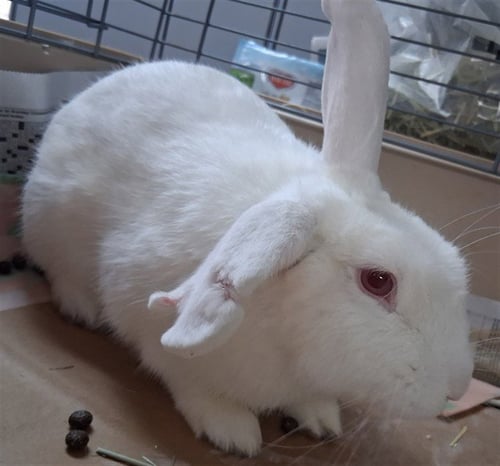 A1258757 - Shorthaired Rabbit available for adoption