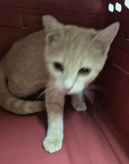 BUTCH - Domestic Short Hair available for adoption